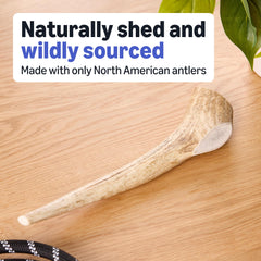 Amazon Basics elk antler dog chew with a close view of its natural surface.