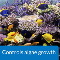 API MARINE ALGAEFIX shown for algae control in a marine aquarium.