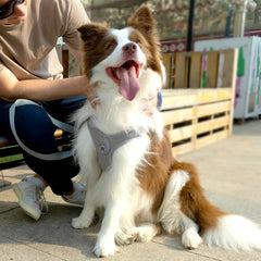 D.QingPei dog harness close-up showing its soft air-mesh fabric.