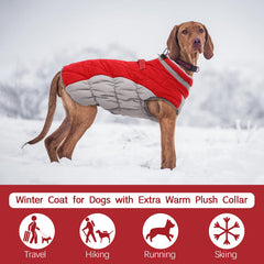 FUAMEY dog coat worn by a dog during an outdoor walk.