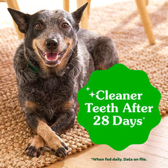 A dog chewing a Greenies Regular Dental Dog Treat.