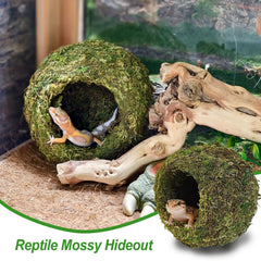 Gxsdj gecko hide close-up showing the natural moss surface.