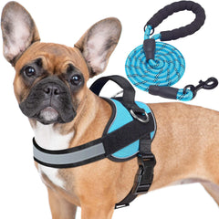 Haapaw dog harness shown from the front in blue.
