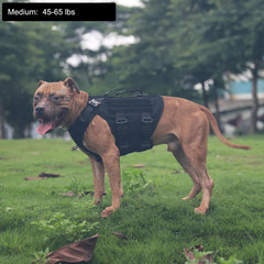 ICEFANG tactical dog harness showing its leash attachment rings.