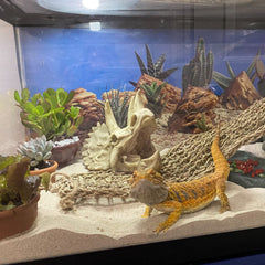 kathson reptile dinosaur skull decoration shown from a side angle.