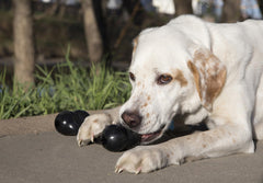 KONG Extreme Goodie Bone prepared as a treat-stuffing challenge.
