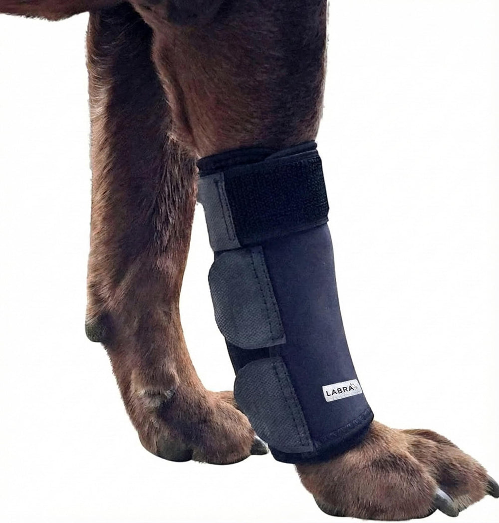 Labra Dog Front Leg Brace shown from the front.