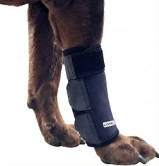 Labra Dog Front Leg Brace shown from the front.