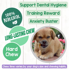 A dog chewing a Nature Gnaws Beef Tendon.