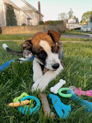 Nylabone Puppy Chew Toy & Treat Bundle assortment shown together.