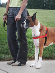 PetSafe Deluxe Easy Walk Harness shown from the side.