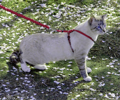 PetSafe Come With Me Kitty Harness shoulder straps shown in close detail.