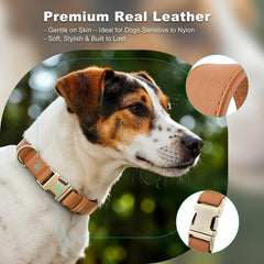 PLUTUS PET leather dog collar showing the quick-release metal buckle.