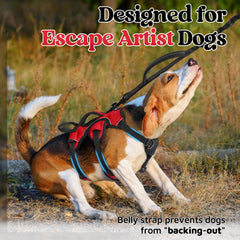 rabbitgoo small dog harness viewed from the back, showing its overall shape.