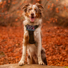 rabbitgoo Tactical Dog Harness metal front leash attachment clip.
