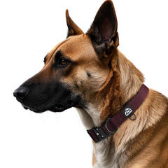 Tacwild XL dog collar showing the D ring used for leash attachment.