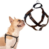 2 Hounds Design Freedom harness shown from the front.
