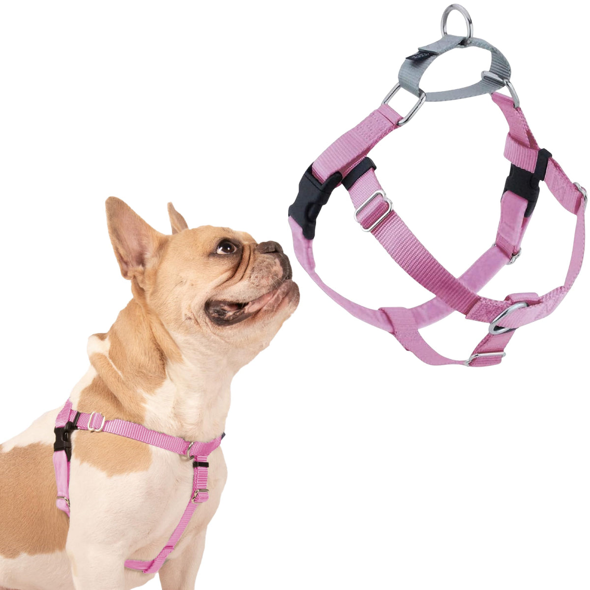 2 Hounds Design Freedom No Pull Dog Harness shown from the front.