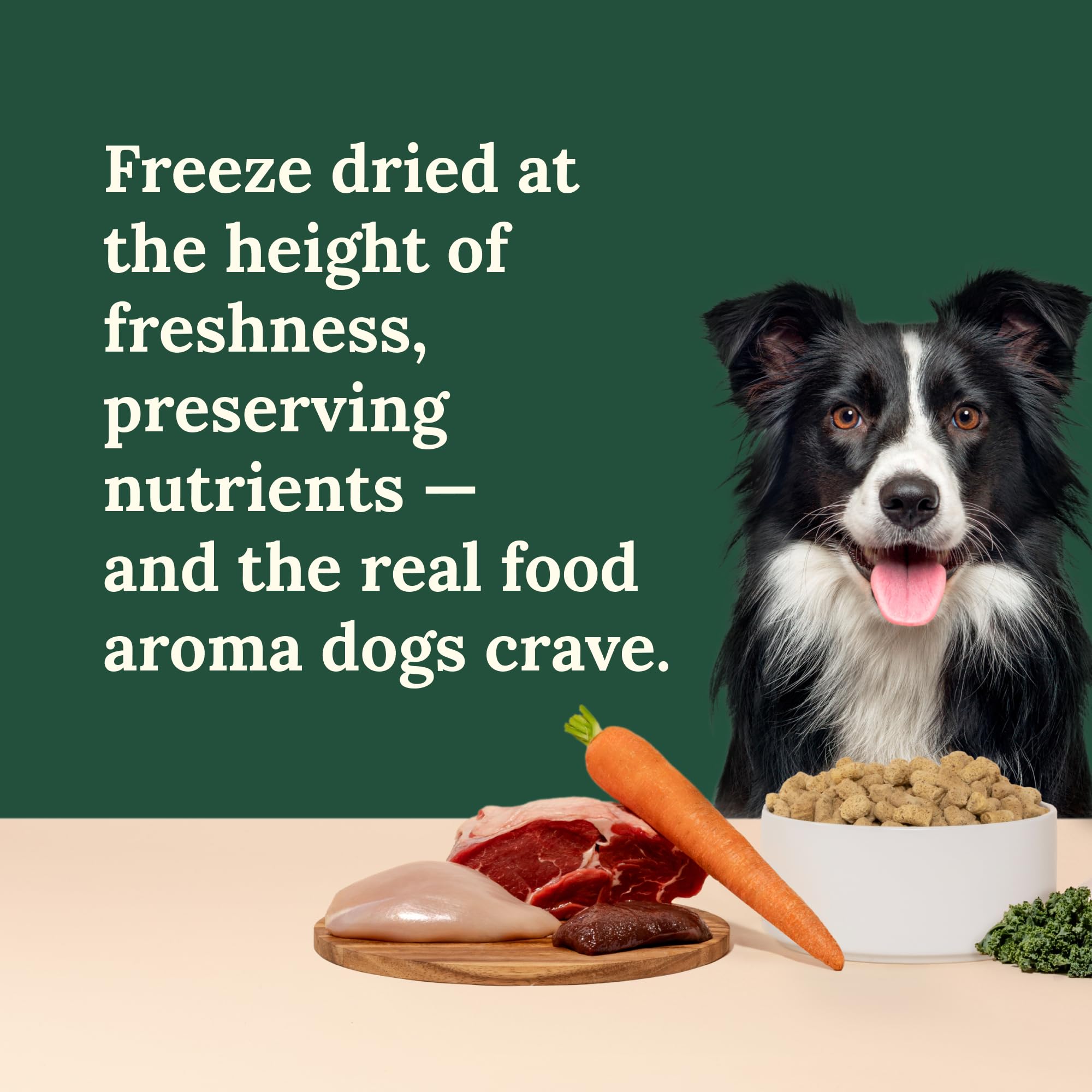 360 Pet Nutrition Freeze-Dried Raw Dog Food served as a dog meal.