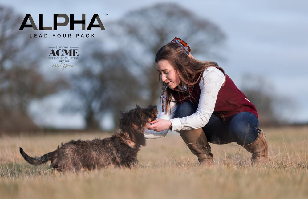 ACME Alpha 210.5 dog training whistle shown being used during dog training.