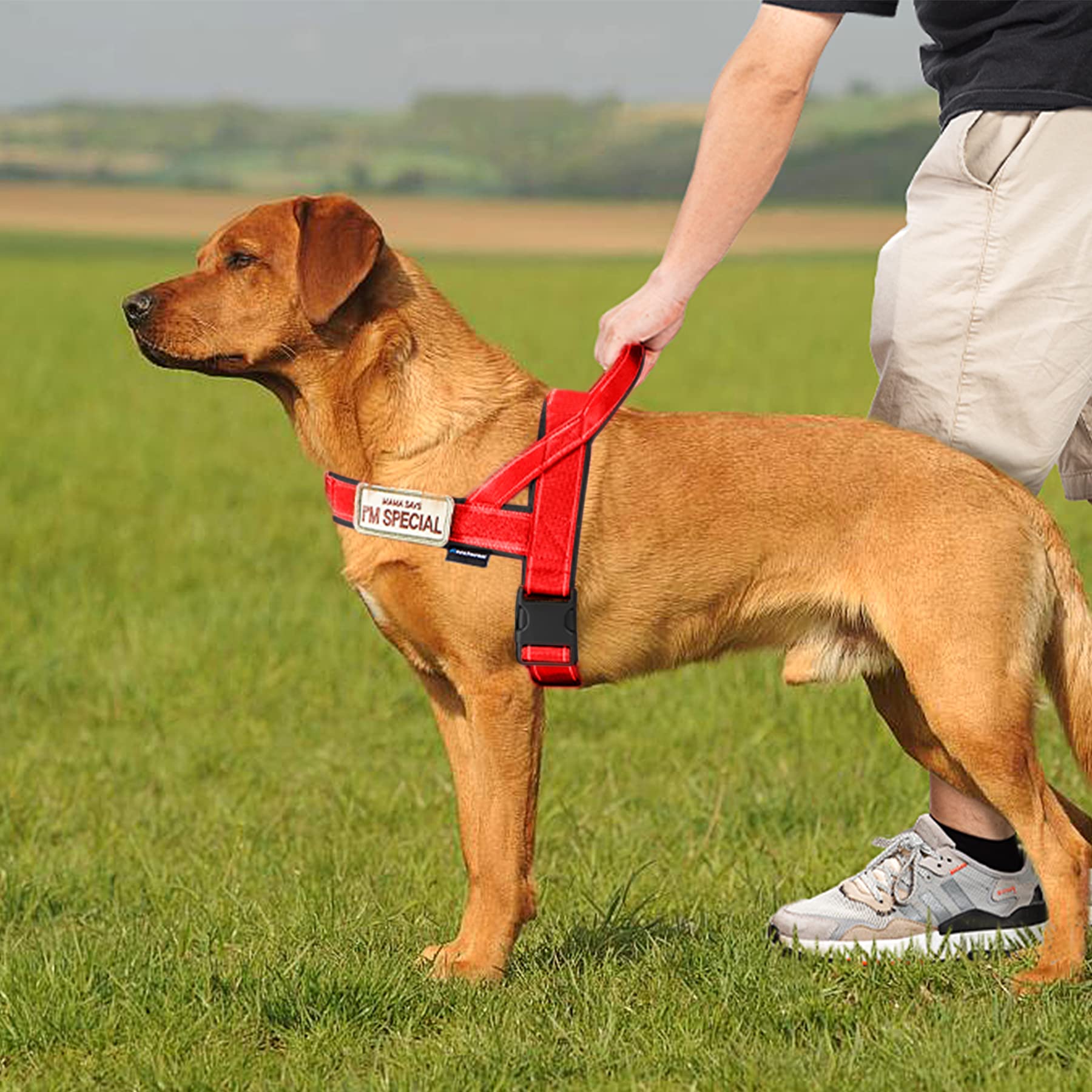 Annchwool No-Pull Dog Harness showing its O-ring and D-ring.