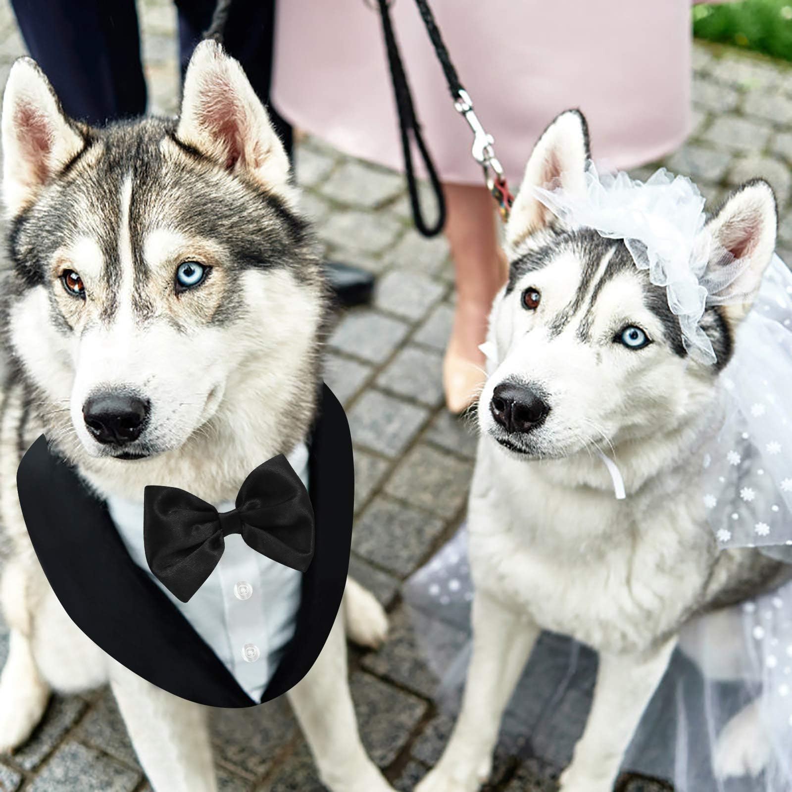 AOFITEE Dog Tuxedo styled for a wedding or other formal occasion.