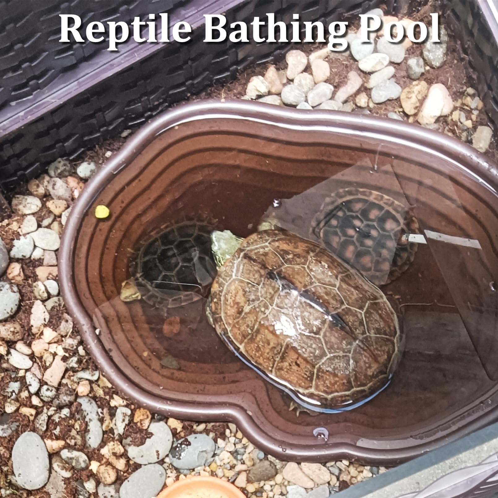 Apatal reptile water dish set with the two food and water bowls in view.