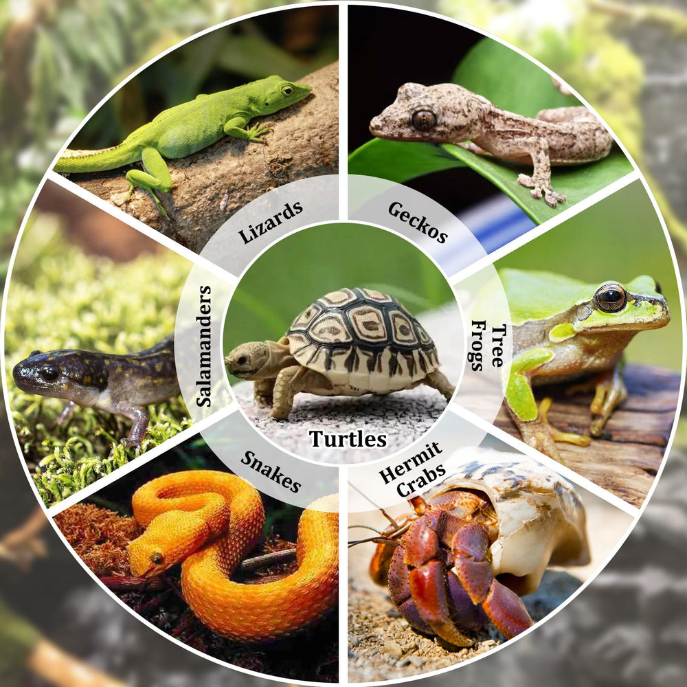 Apatal reptile water dish set includes a tweezer among its accessories.