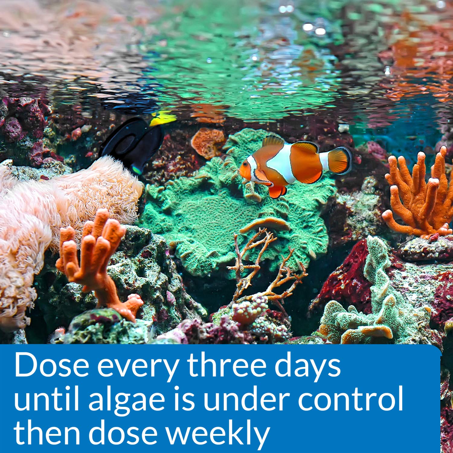 API MARINE ALGAEFIX bottle label shown in a close-up view.