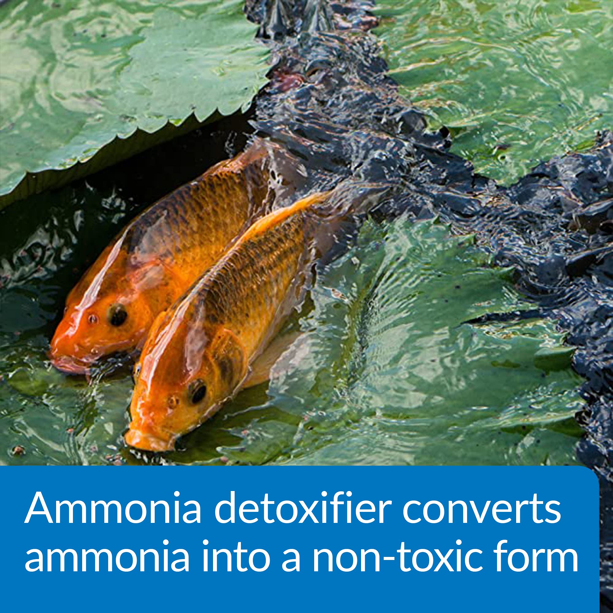 API POND AMMO-LOCK ammonia detoxifier bottle shown from the side.