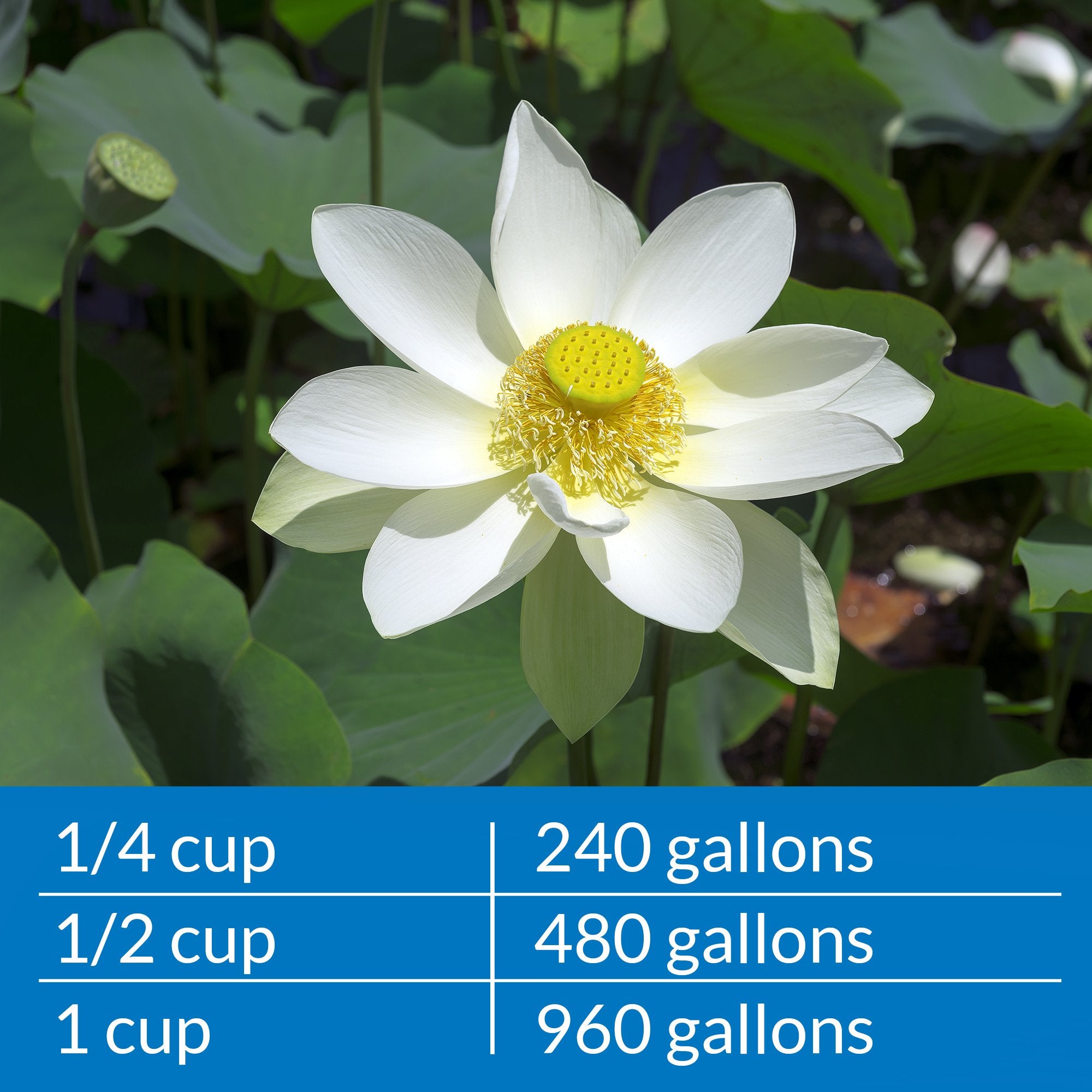 API POND AMMO-LOCK ammonia detoxifier shown for ornamental pond water treatment.