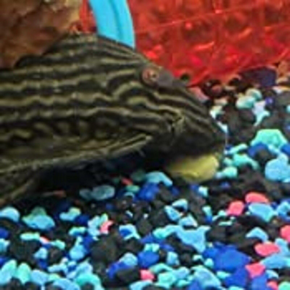 Aquatic Foods Inc. sinking wafer mix approximate analysis information on the label.