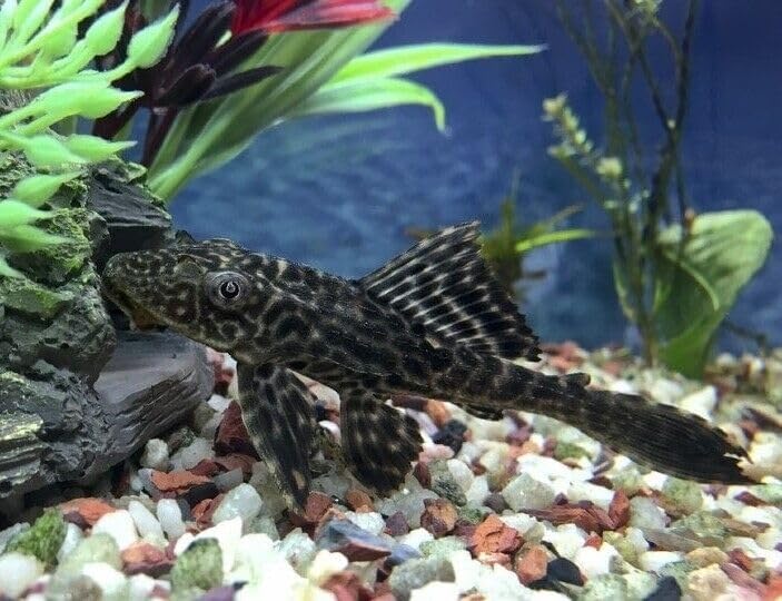 Aquatic Foods sinking wafer approximate nutrition analysis for each formula.