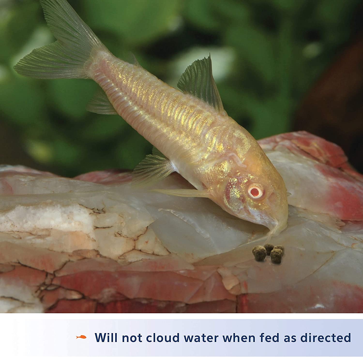 Aqueon Shrimp Pellets Fish Food shown in use with tropical fish.