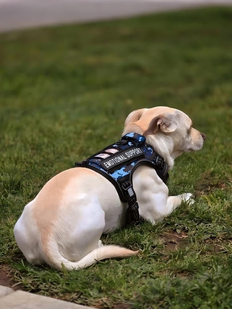 AUROTH dog harness displaying the included BEST FRIEND ID badge.