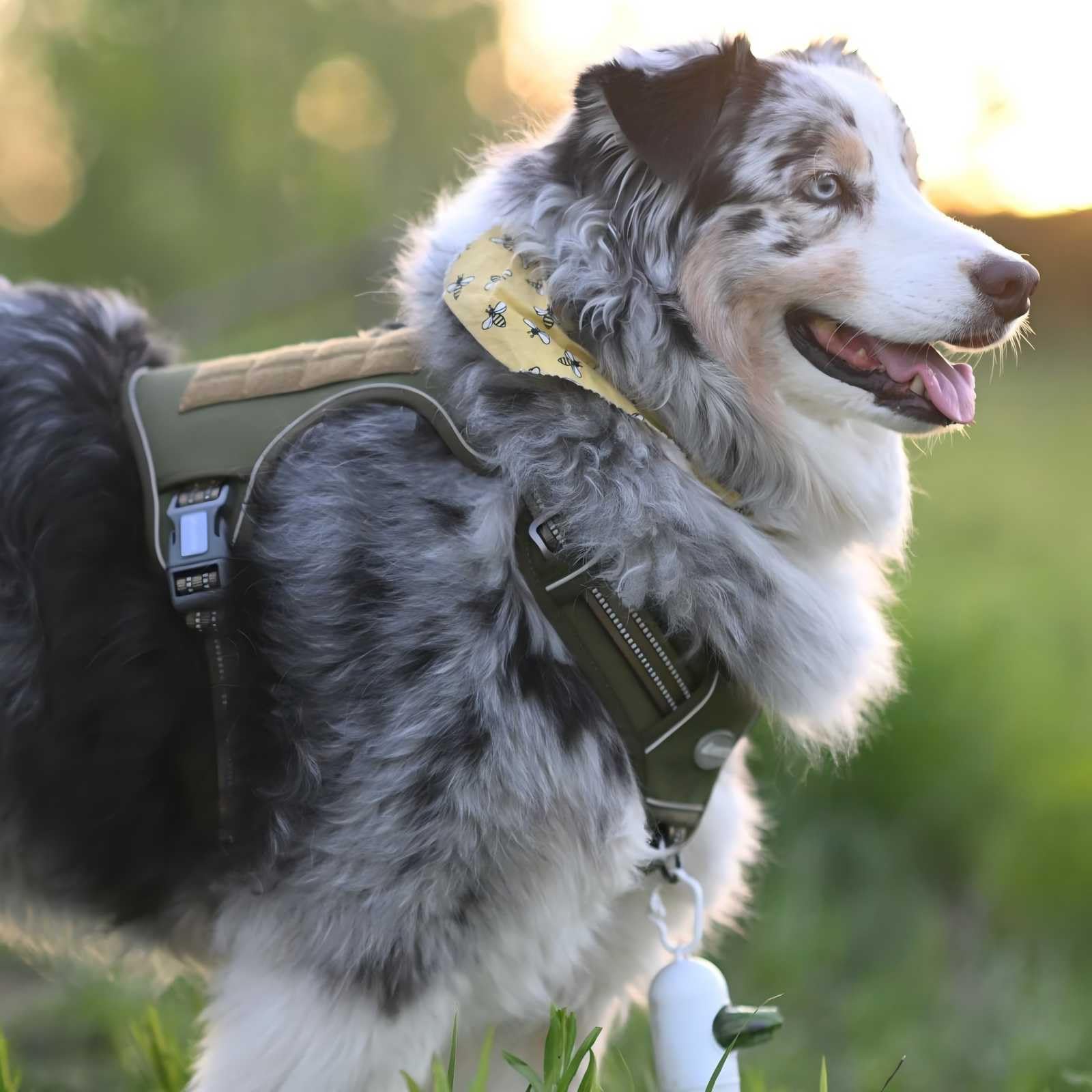 AUROTH Dog Harness shown fitted on a dog during an outdoor outing.