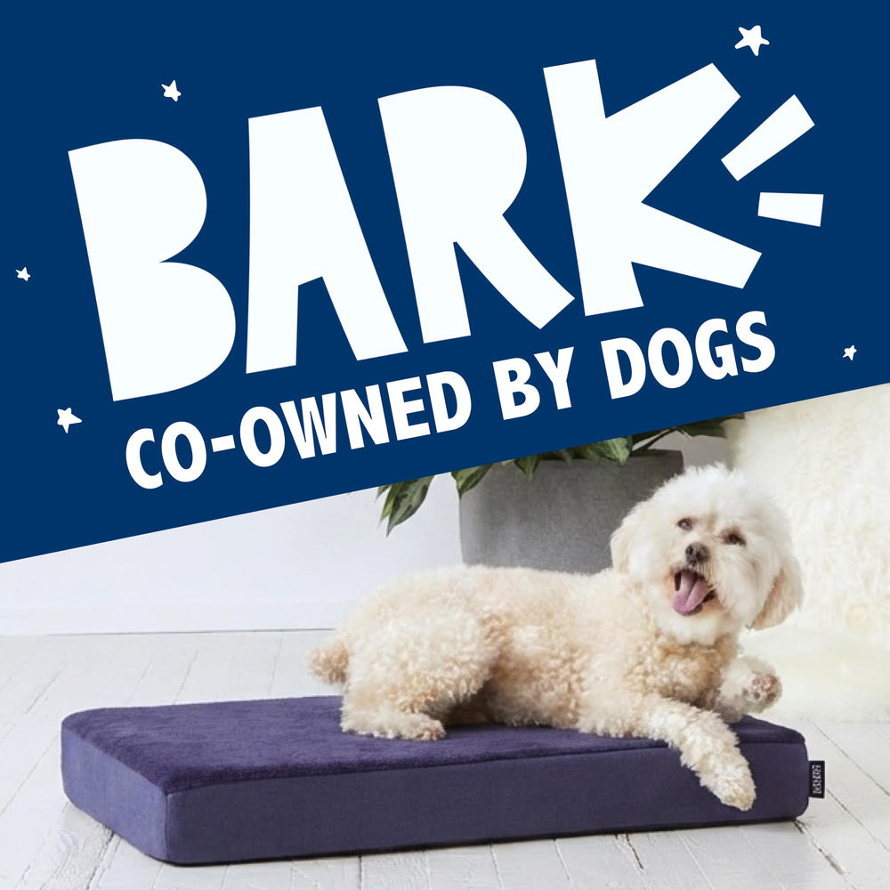 BarkBox Orthopedic Dog Bed shown with its compact small-size proportions.