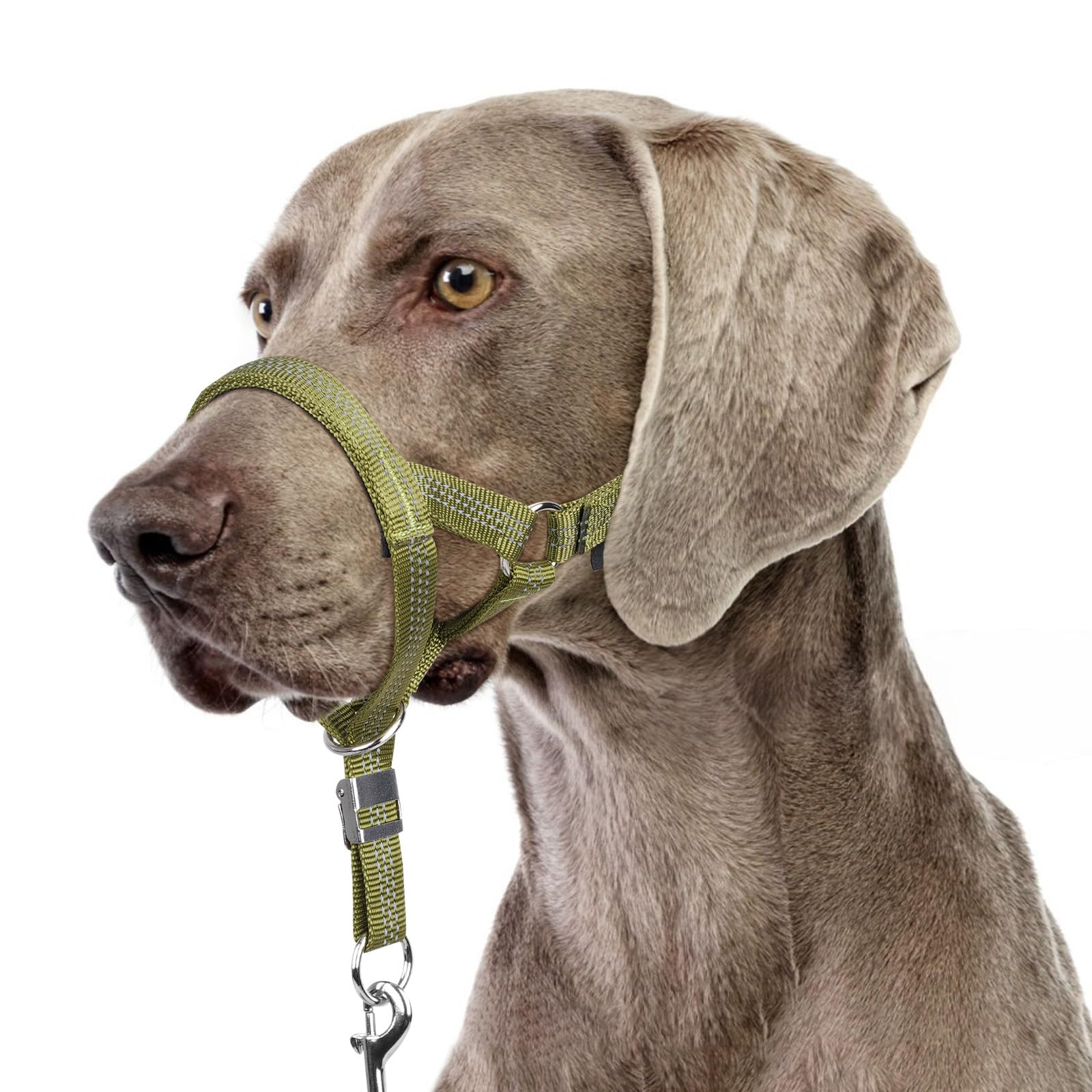 BARKLESS head collar shown from the front with its adjustable straps.