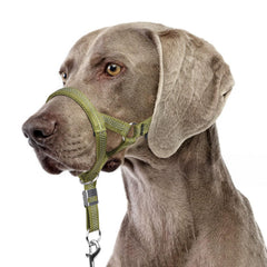 BARKLESS head collar shown from the front with its adjustable straps.