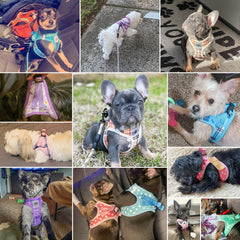 BEAUTYZOO dog harness showing its step-in vest design.
