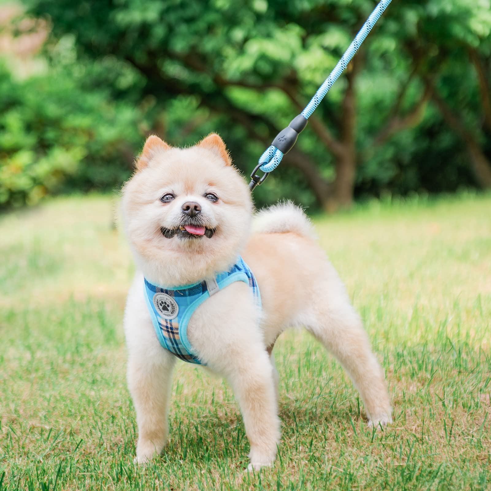 BEAUTYZOO dog harness shown in its step-in style on a small dog.