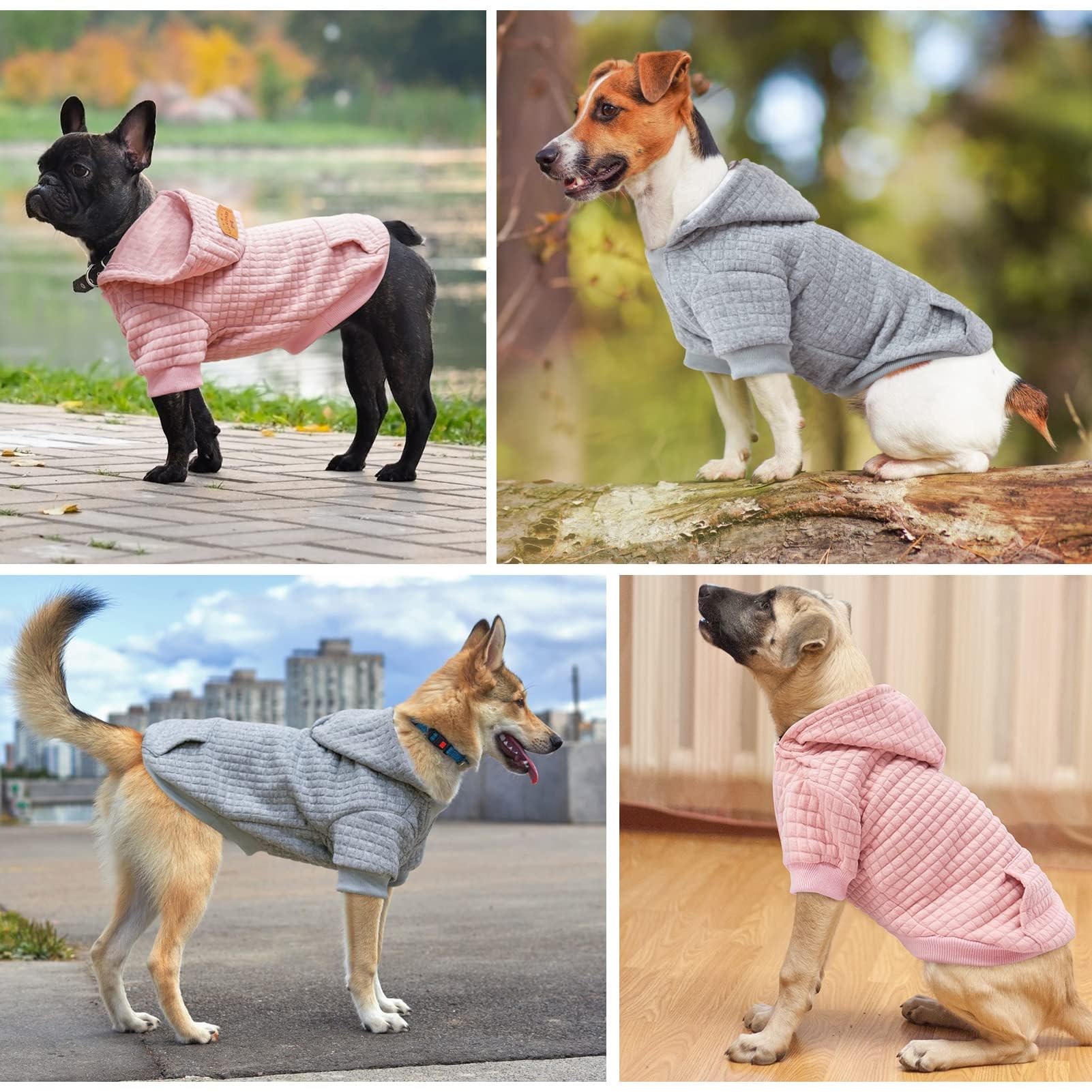 BEAUTYZOO dog hoodie worn by a dog during an outdoor walk.