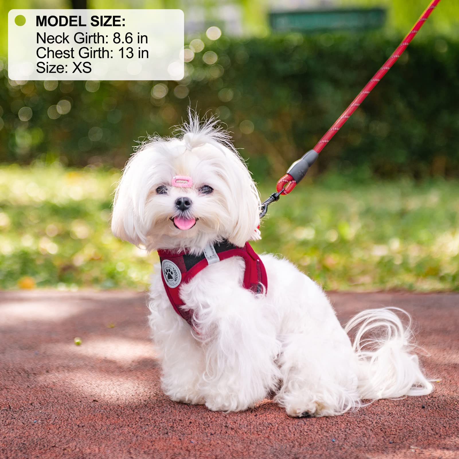 BEAUTYZOO small dog harness and leash set shown on a dog during a walk.