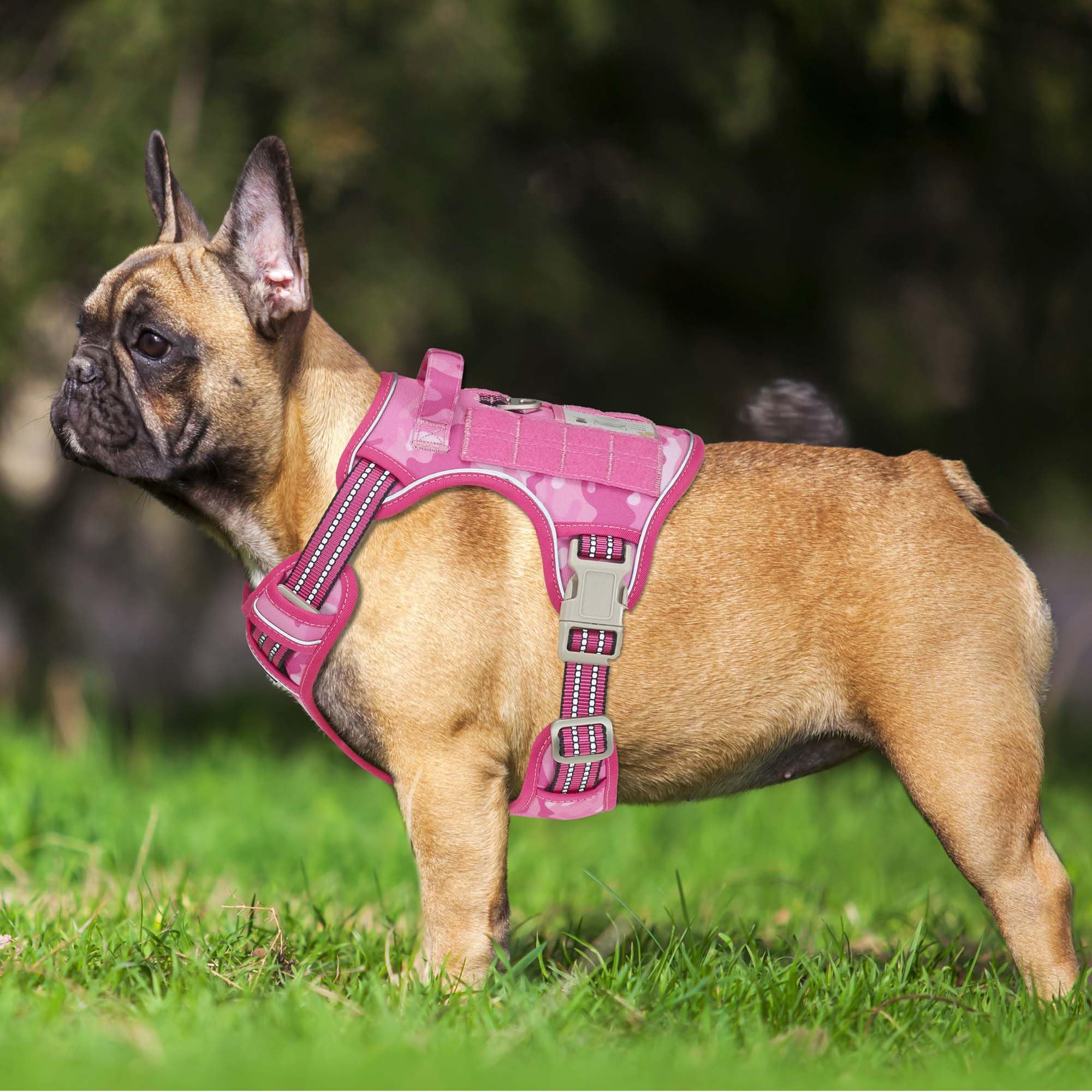 Beebiepet tactical dog harness detail showing reinforced stitching and triangular rings.