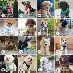 BELLA & PAL puppy harness and leash shown together as a set.