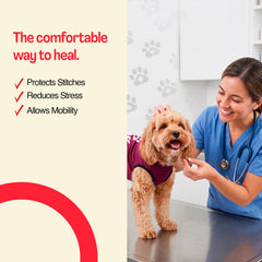 BellyGuard Dog Surgery Recovery Suit showing its stretch-fit body.