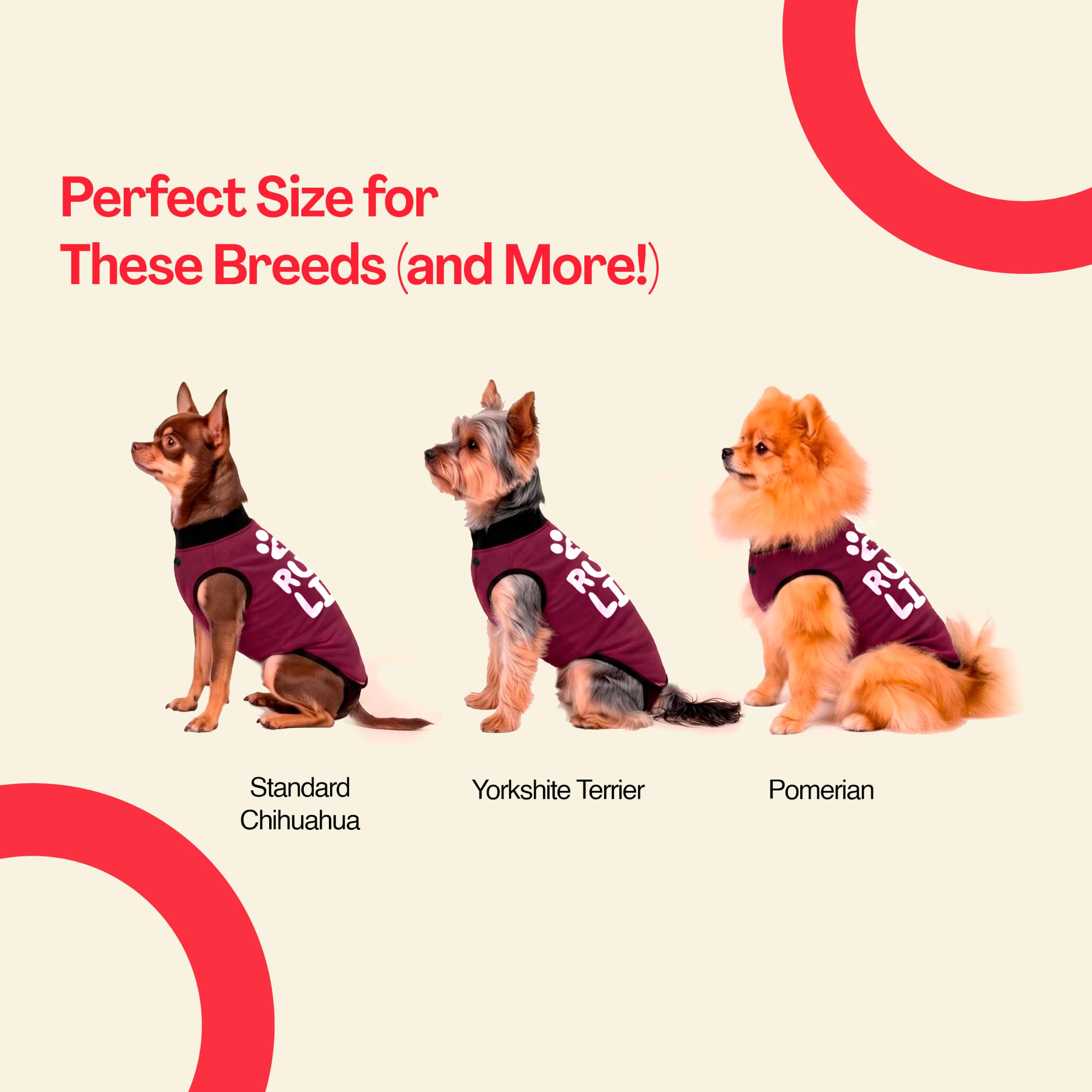 BellyGuard dog surgery recovery suit shown on a dog moving freely.
