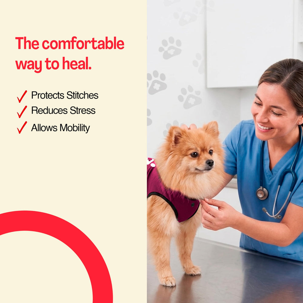 BellyGuard dog surgery recovery suit showing its stretch-fit design.