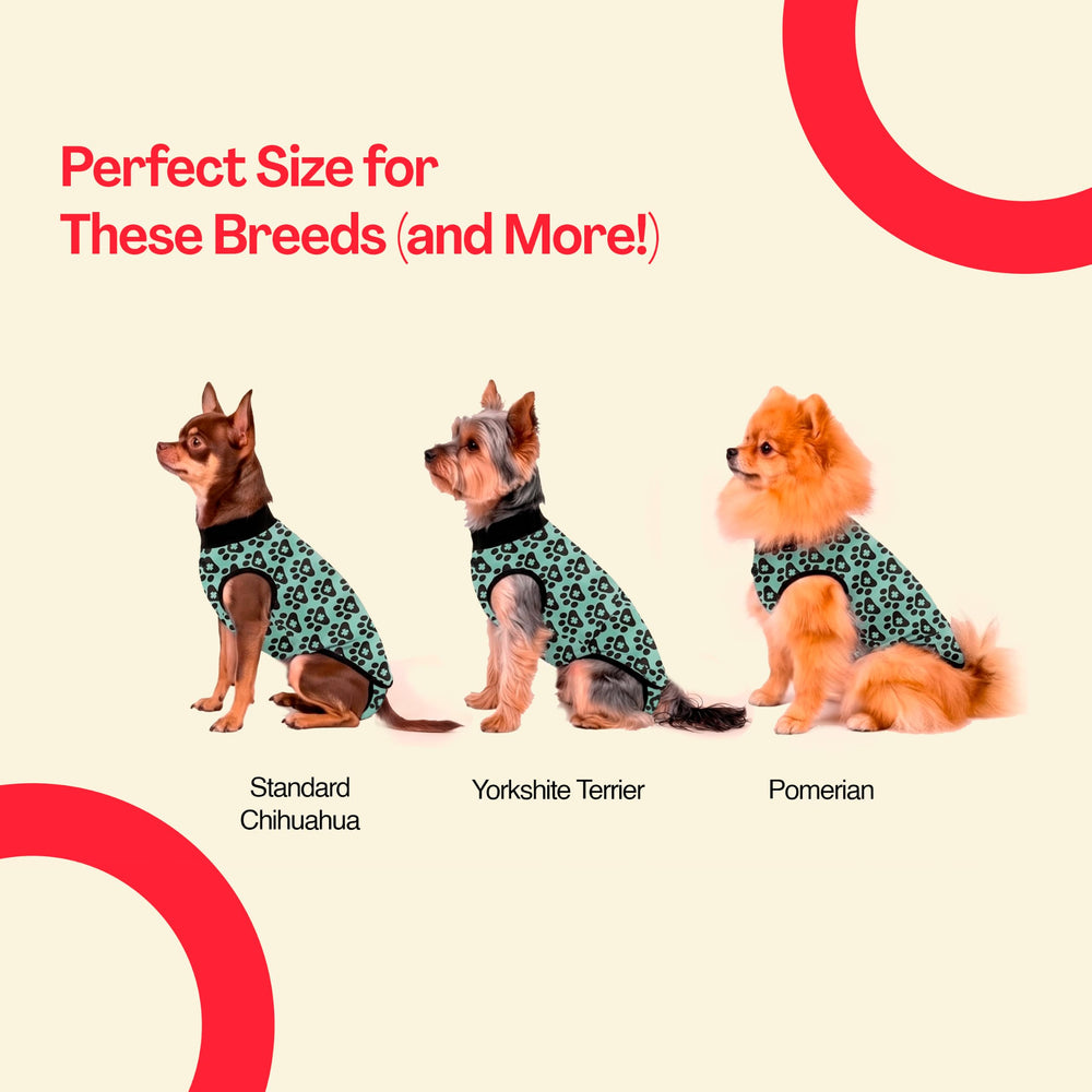 BellyGuard dog surgery recovery suit shown on a dog moving comfortably.