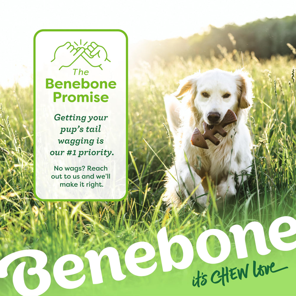 Benebone Fishbone dog chew toy representing its real Jack Salmon flavor.
